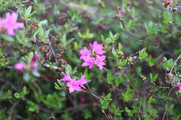 A bunch of pink flowers are growing in a bush. The flowers are small and are scattered throughout the bush. The bush is green and has some brown leaves