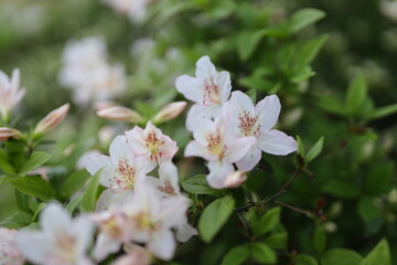 A bunch of white flowers with yellow centers. The flowers are in a field of green grass. The flowers are in full bloom