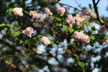 A tree with pink flowers is in the foreground. The flowers are in full bloom and are scattered...