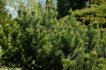 Mountain pine. Pinus mugo. Evergreen trees in bloom. A branchs of pine with green spines and luxurious thick needles. Bright, sunny landscape in the botanical garden