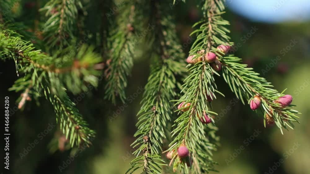 Poster Evergreen Branches With Budding Cones Captured in a Sunny Forest Setting During Springtime Growth