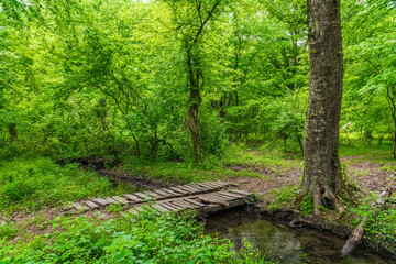 Wooden bridge over a stream in a green forest