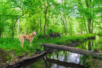 A faithful dog waits for its owner on river bank in green forest
