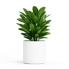 Fototapeta premium Indoor Plant in White Pot Mockup