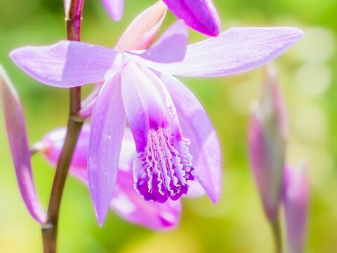 春の公園や花壇を彩るシランのある風景。日差しでボケた景色。ぼんやりした花畑のイメージ。