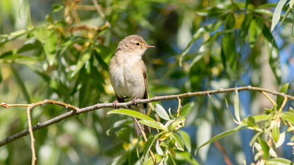 robin on a branch
