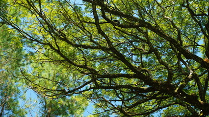green tree branches in low angle