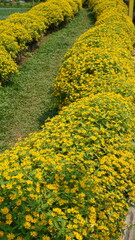 butter daisy flowers in the garden