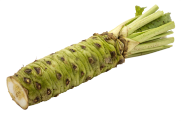 Fresh Wasabi Root with Green Stems Isolated on Black Background