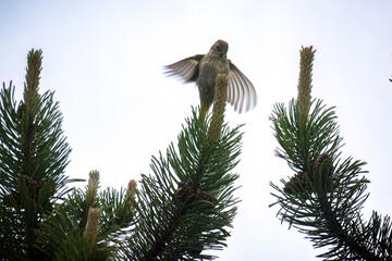 a siskin female perched on a mountain pine
