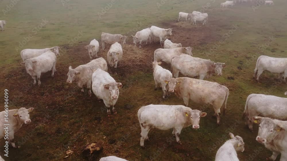 Poster aerial view of calm white cows in misty fall meadow surrounded by soft fog light