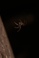 Sunlit Macro Photo Of A Spider On A Textured Leaf