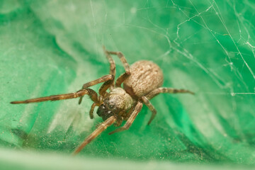 Sunlit Macro Photo Of A Spider On A Textured Leaf