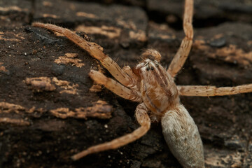 Sunlit Macro Photo Of A Spider On A Textured Leaf