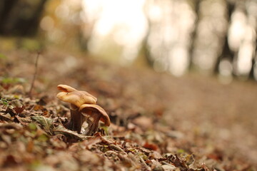 funghi nel bosco in autunno
