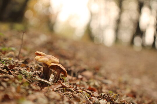 funghi nel bosco in autunno