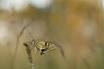 una farfalla macaone al tramonto