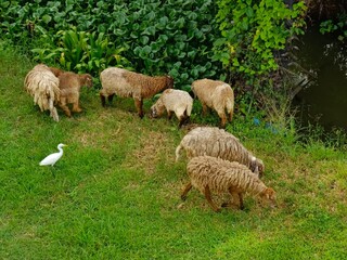 Obraz premium A flock of sheep grazing in the field, accompanied by a white egret