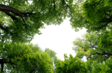 green trees, canopy, bottom view, transparent  background, 