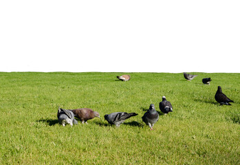 Flock Of Pigeons Feeding On Green Grass Meadow In Sunny Day, Urban Wild Birds Scene
