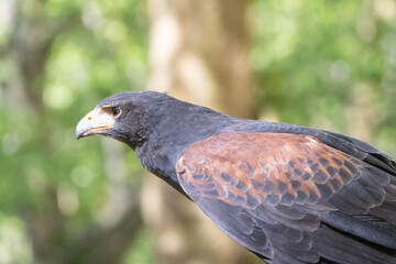 Harris's hawk resting in the tapada nacional de mafra, portugal