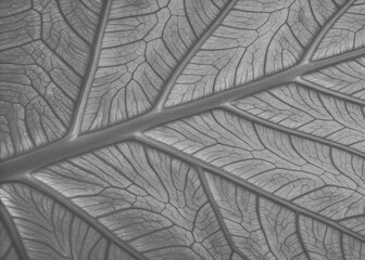grey surface,grey leaf