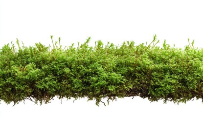 Obraz premium Lush Green Moss Isolated on White Background Forming a Natural Border with Intricate Textures Forest Floor Element for Ecological Themes Decorative and Botanical with Clean Aesthetic