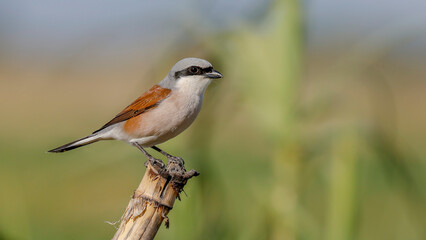 Red-backed Shrike bird perching on a branch