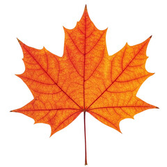 Fototapeta premium Maple leaf isolated on transparent or white background, png