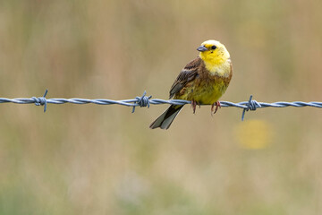 Yellowhammer sitting on wire with soft natural backdrop
