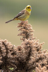 Yellowhammer sitting on top of gorse bush

