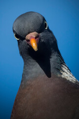 Wood pigeon having a good look