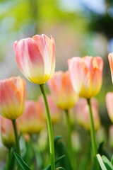 美しいチューリップの花