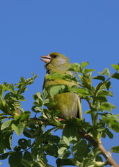 European greenfinch