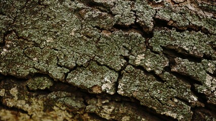 cracked texture of tree bark skin as a background