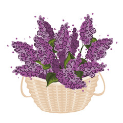 Bunch of lilac brunches in a basket. Purple lilacs bouquet. Vector isolated illustration