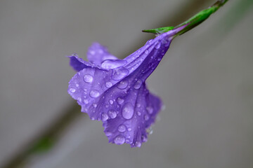 Close-up of water drops on purple Waterkanon flower 