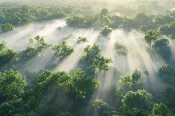 Misty forest bathed in sunlight. Lush green trees,  sunbeams piercing the morning fog.  Aerial view