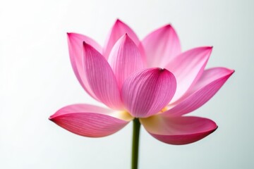 Fototapeta premium Close-up view of a pink lotus petal against a pure white background, clean, minimal