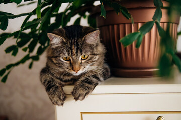 A domestic grey tabby cat sits on a shelf next to indoor plants. Cozy home background with a pet fluffy pet.