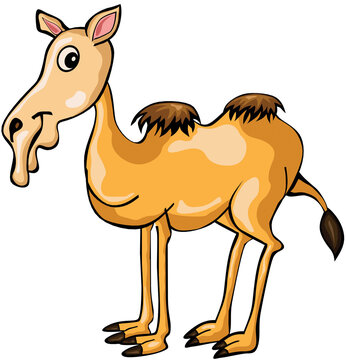 chameau dessin drole 