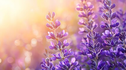 Obraz premium Beautiful Purple Spring Flowers in Nature with Shiny Sun and Blurred Background