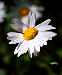 Obraz premium Daisy 