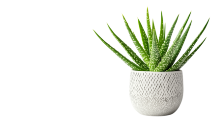 A set of aloe vera plant in a simple yet elegant minimalist pot, isolated on a white background for fresh and modern stock isolated on a transparent background