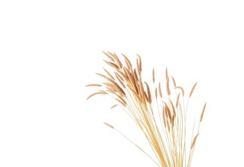 Fototapeta premium Single dry coastal reed, bleached beige, isolated on pure white background, design, fragility