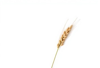 Fototapeta premium Single oat plant, isolated on pure white background, botany, oats