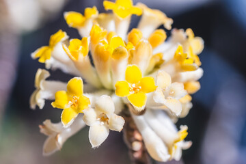ミツマタの花
