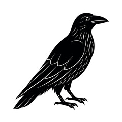 crow on a white background