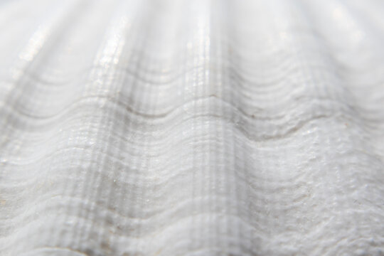 Close up view of scallop seashell texture