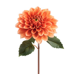 Close up of a vibrant orange dahlia flower